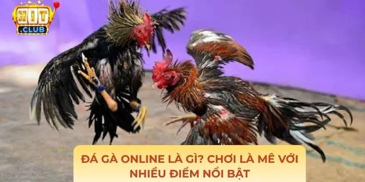 Đá gà online là gì? Có gì nổi bật trong năm 2026