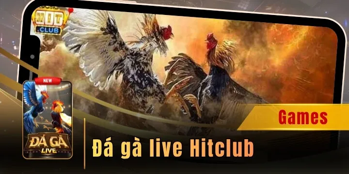 Đá gà live Hitclub - Kịch tính từng trận đấu, cược hấp dẫn