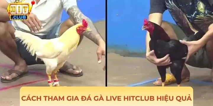Một số kinh nghiệm cho người tham gia đá gà live Hitclub