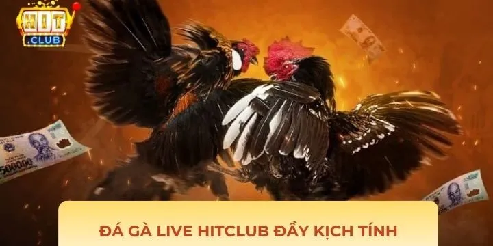 Đá gà live Hitclub giúp mọi người kiếm tiền thưởng nhanh chóng