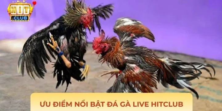 Những lý do nên tham gia đá gà live Hitclub hấp dẫn